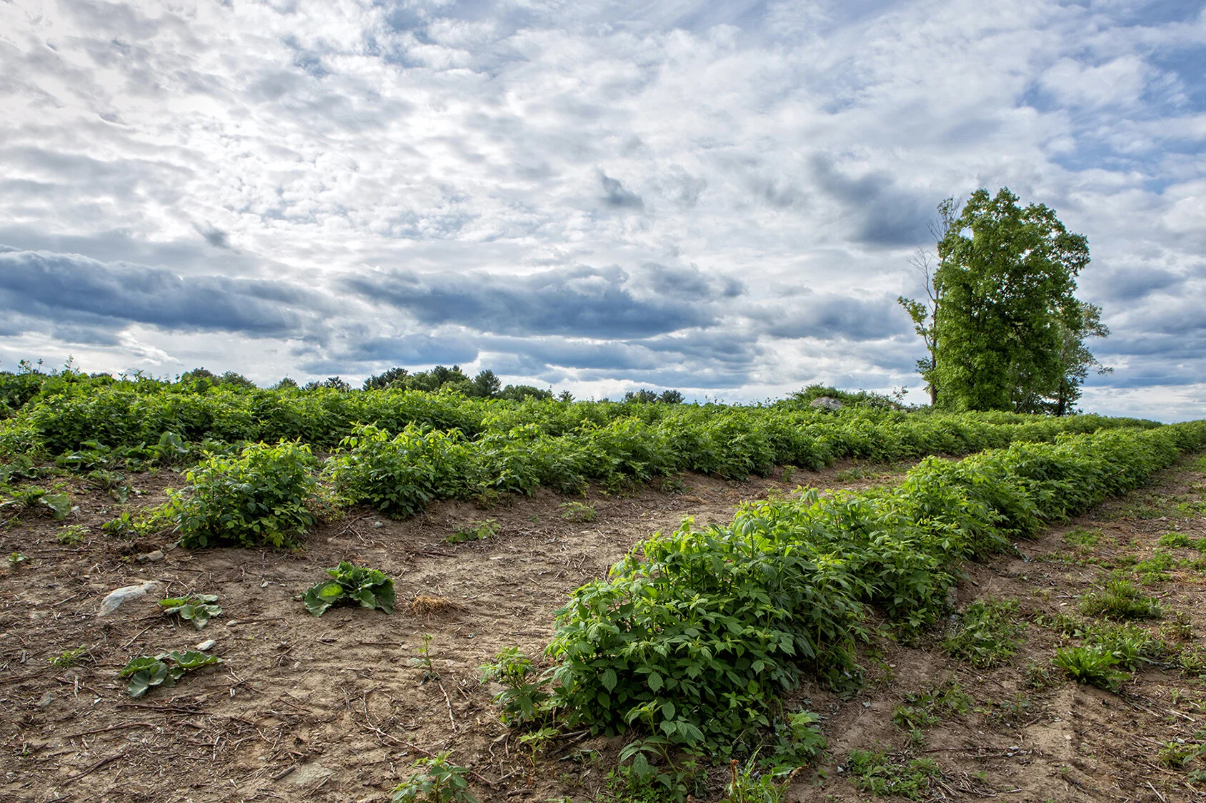 Skinner_Landscape I.jpg
