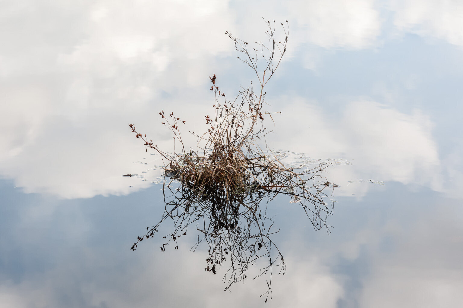 "Afloat in Reflection" by Linda DeStefano Brown