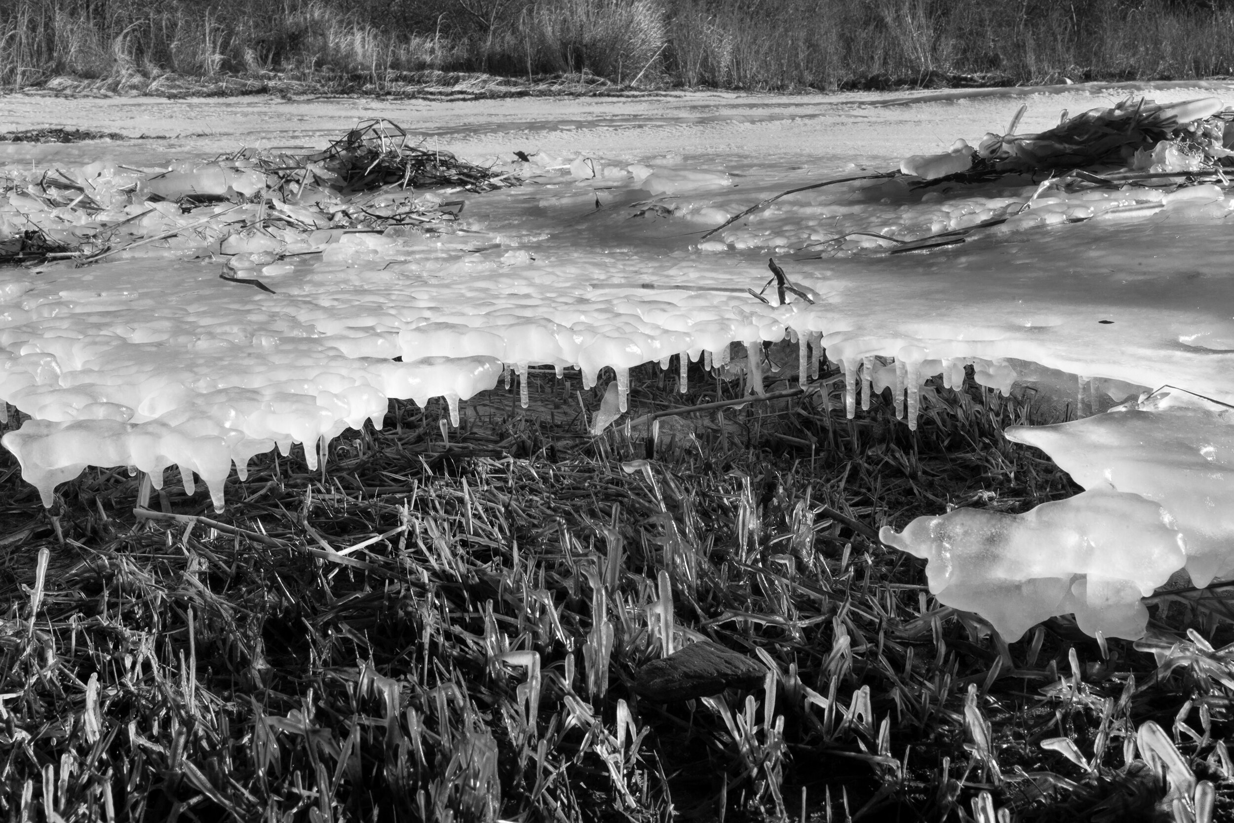    Beach Grass, Coldest Winter    platinum/palladium photographic print, 10” x 15”  