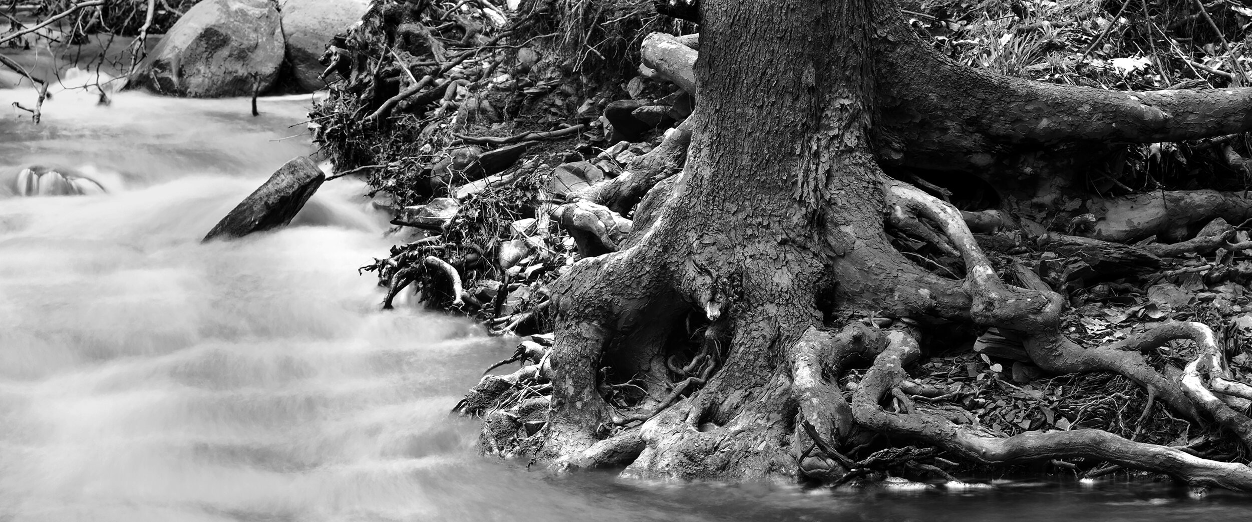    Streamside Dream    platinum/palladium photographic print, 12.5” x 30” 