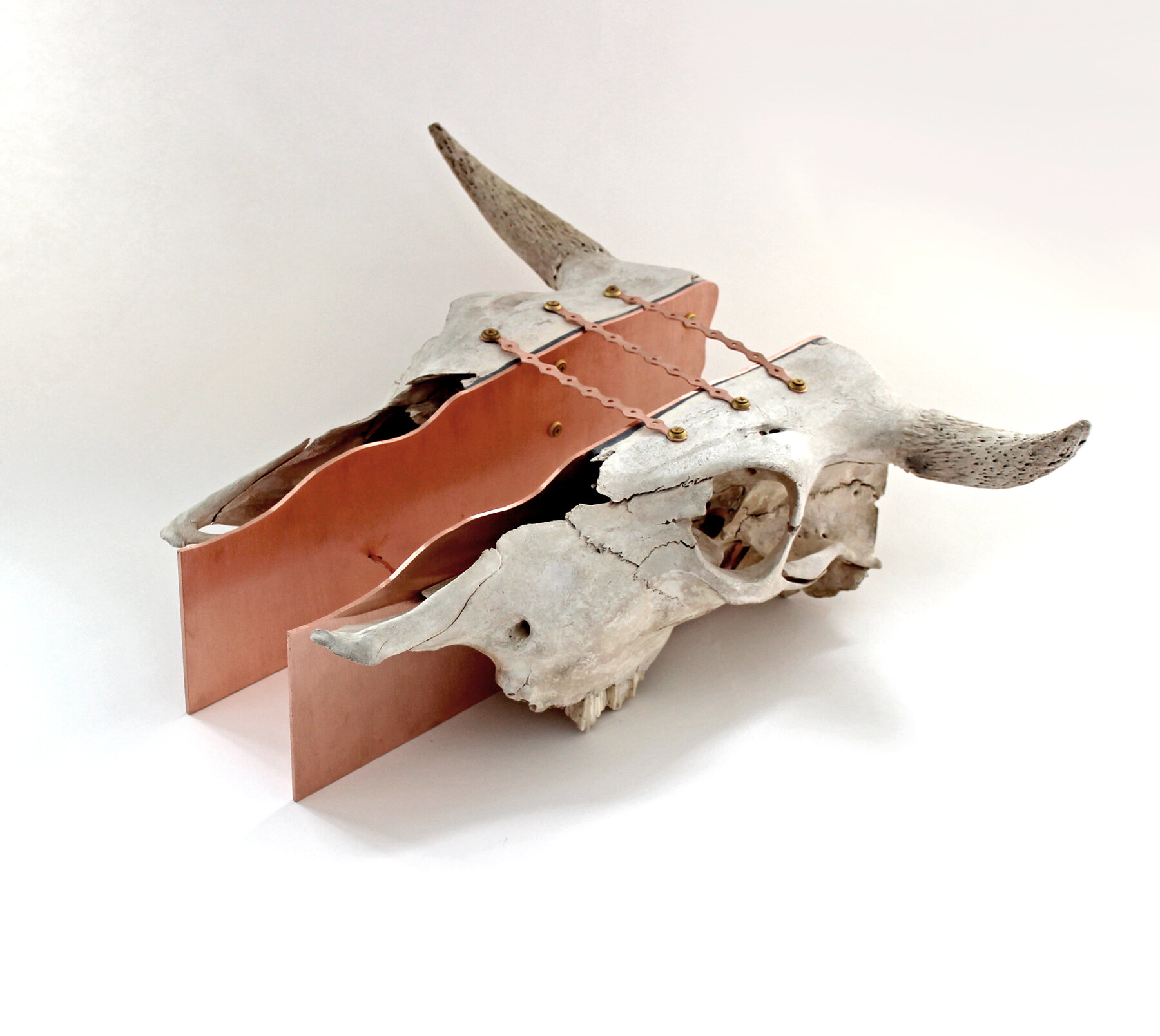    Breached Connections    cow skull and copper sheet and mixed-media, 7.5 x 21.5 x 17 inches 