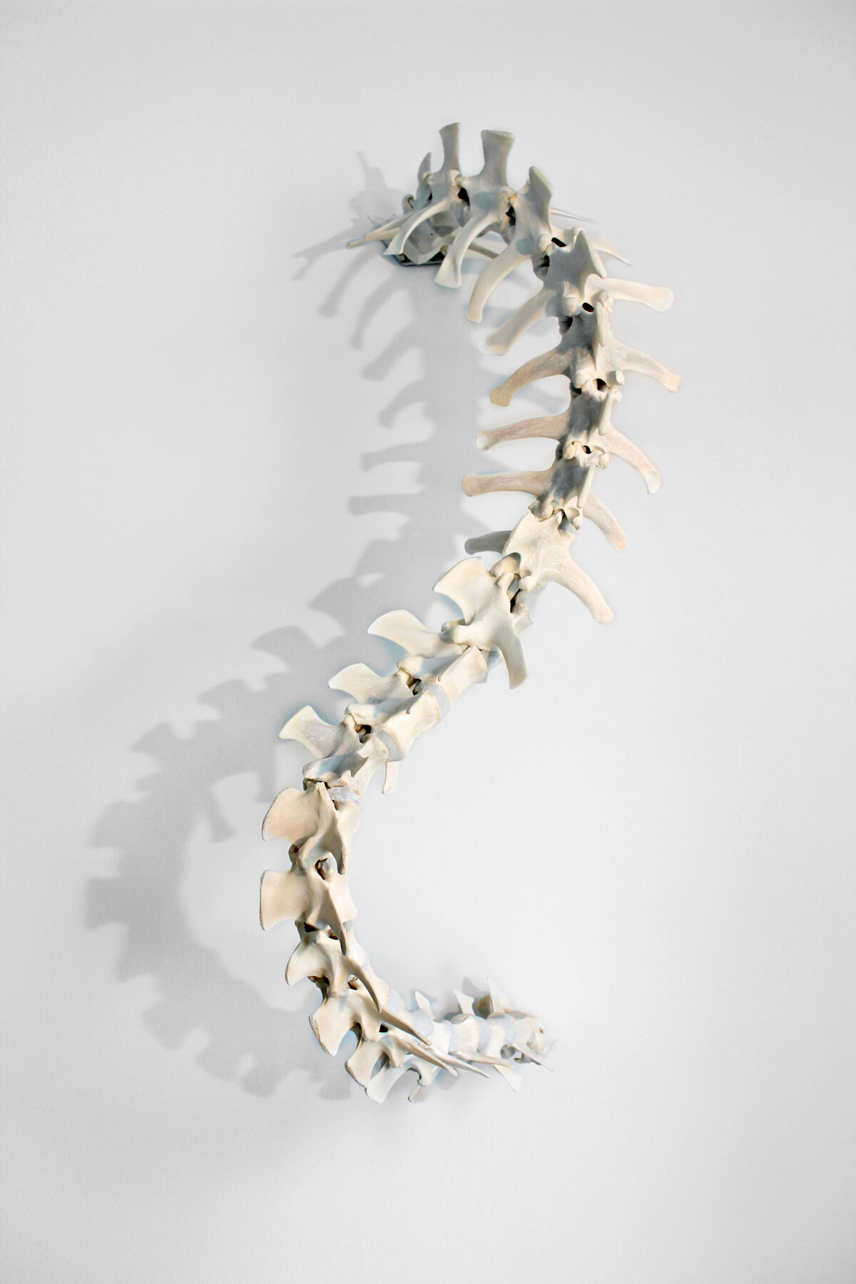    Emanation    deer vertebrae, sacrum and mixed-media, 28 x 11 x 12.5 inches 