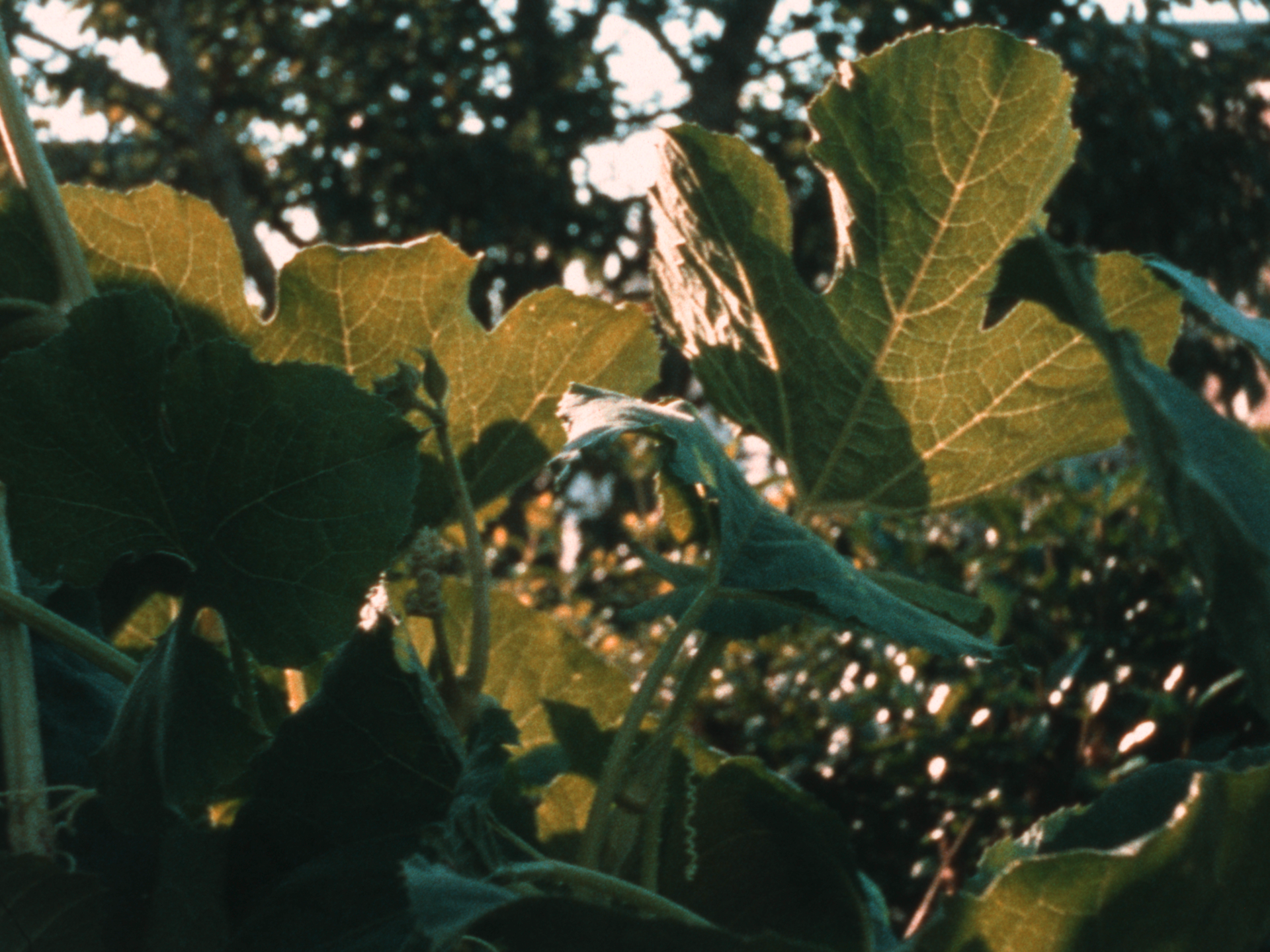 Gabby Sumney, "Watching the leaves age as I do the same", video still image.