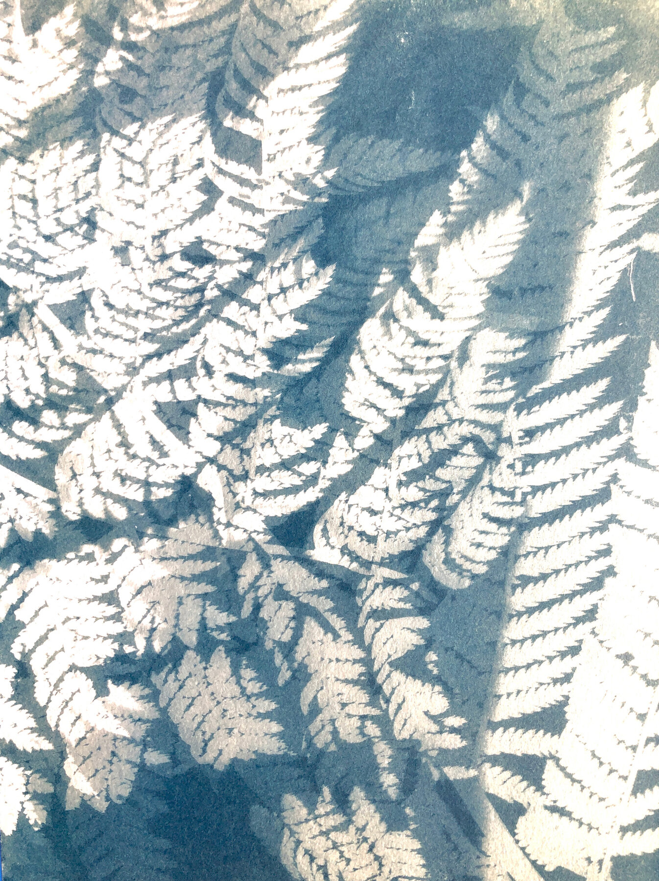  Marie Craig, “Ferns in the Wind” Cyanotype 