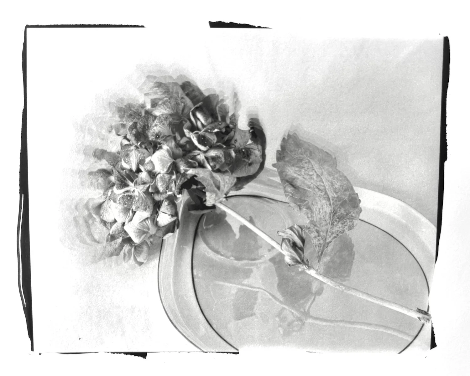 Vicki McKenna, "Hydrangea/Remembrance"