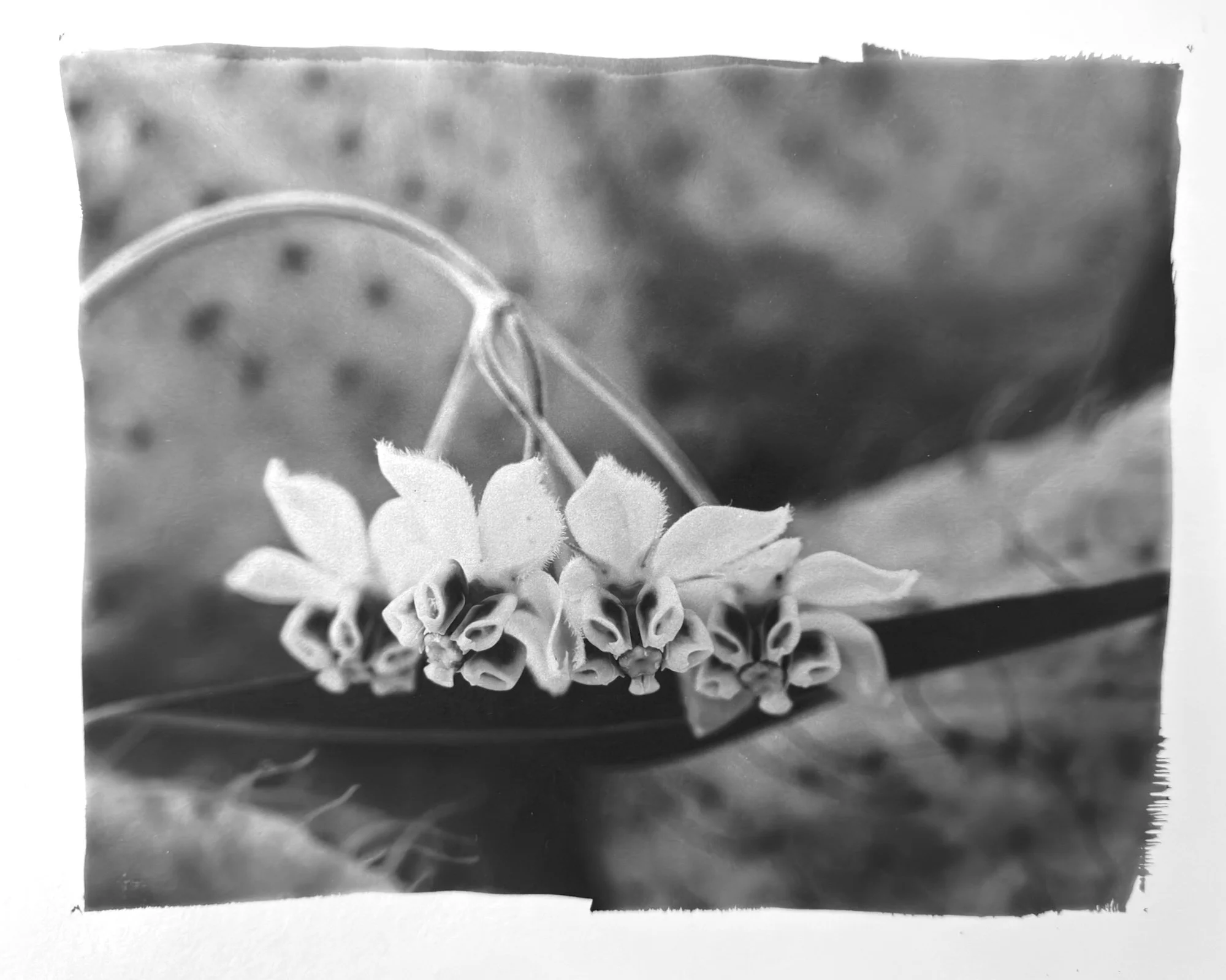 Vicki McKenna, "Balloon Milkweed/Memories"