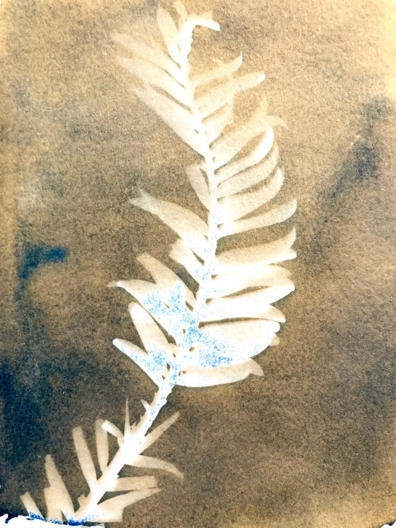 "Wolemi Pine 2," Cyanotype on Paper