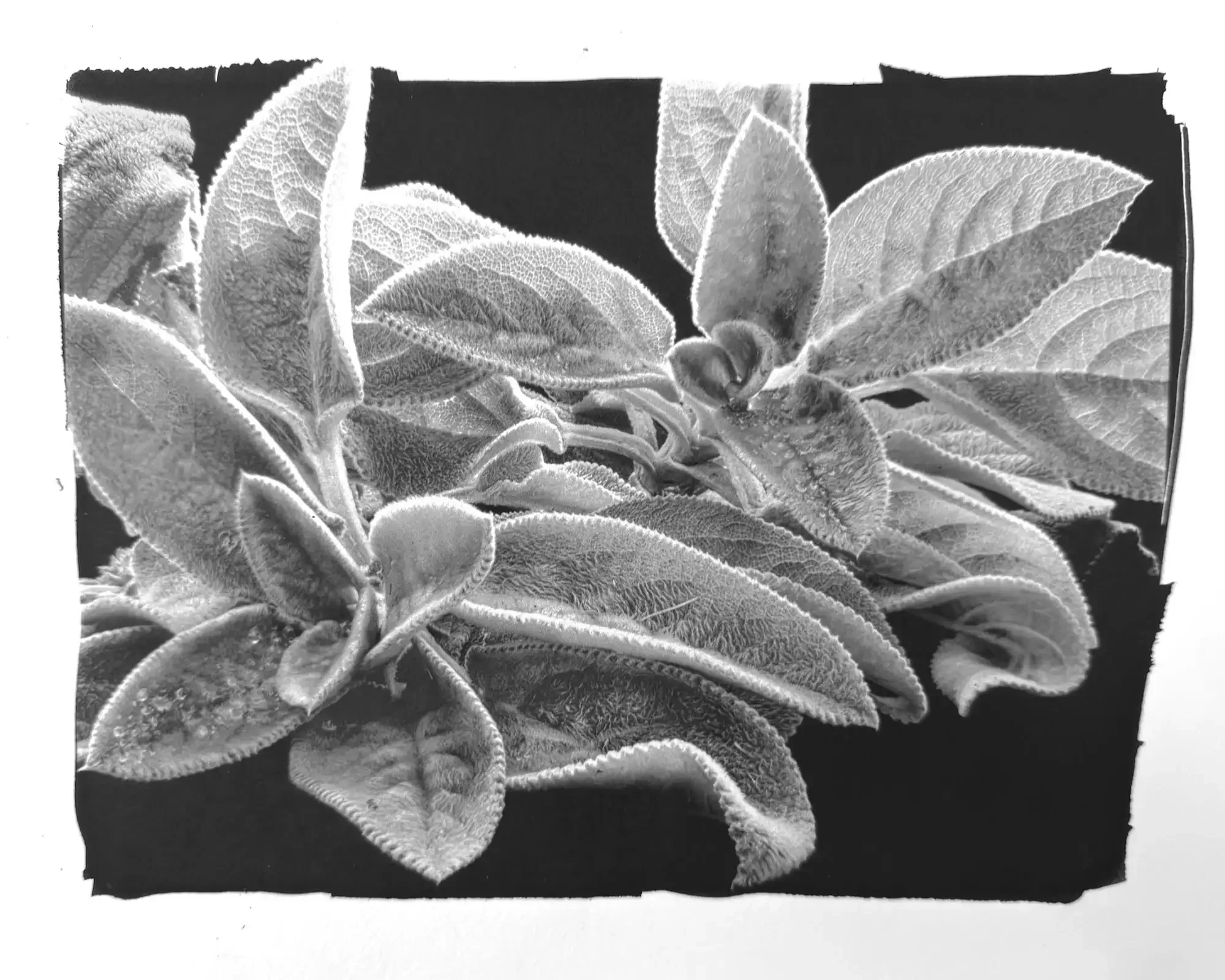 "Lambs Ear/Comfort," Platinum/Palladium Photographic Print