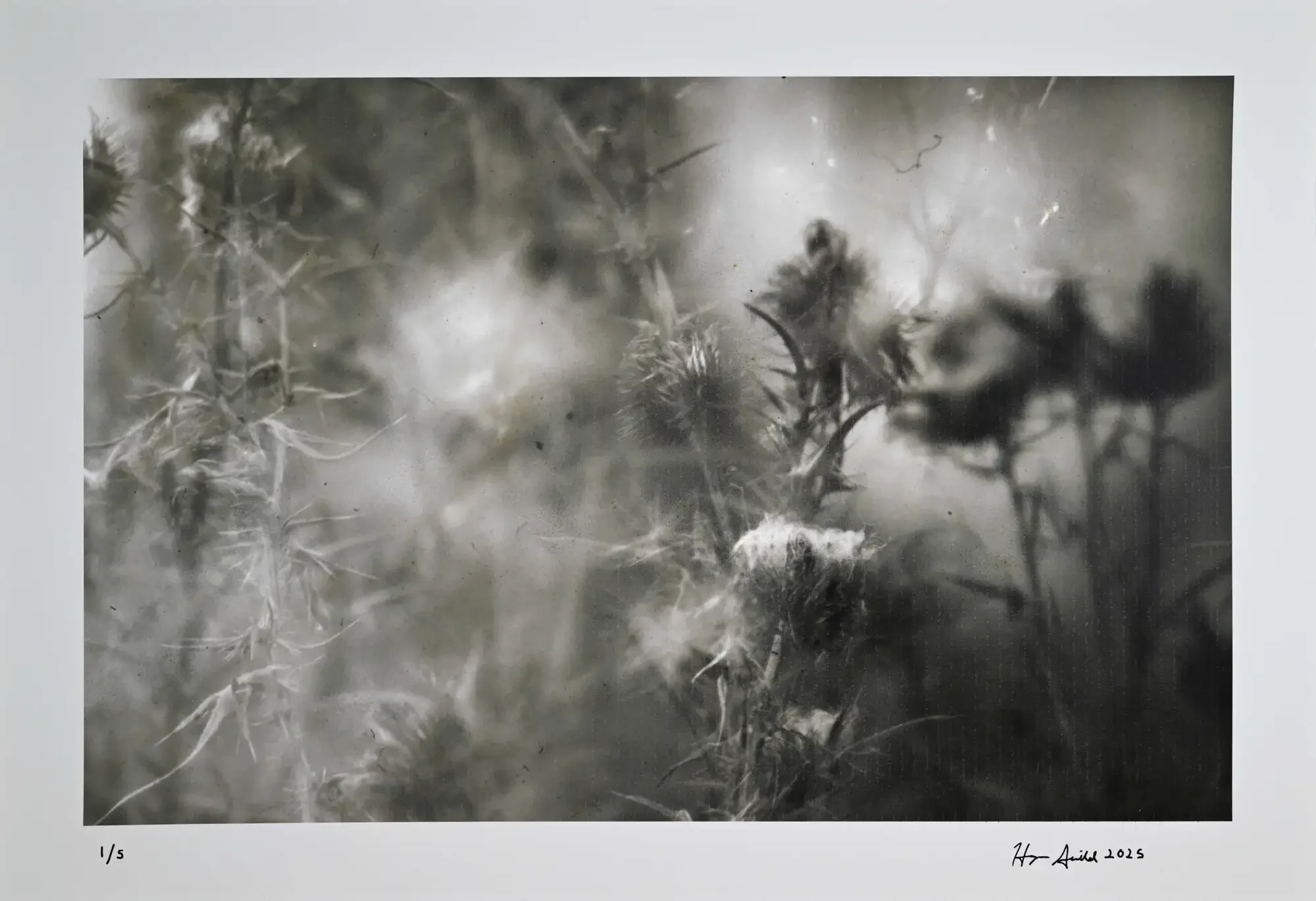 "Glimpses of Their Garden #23," Silver Gelatin on Paper