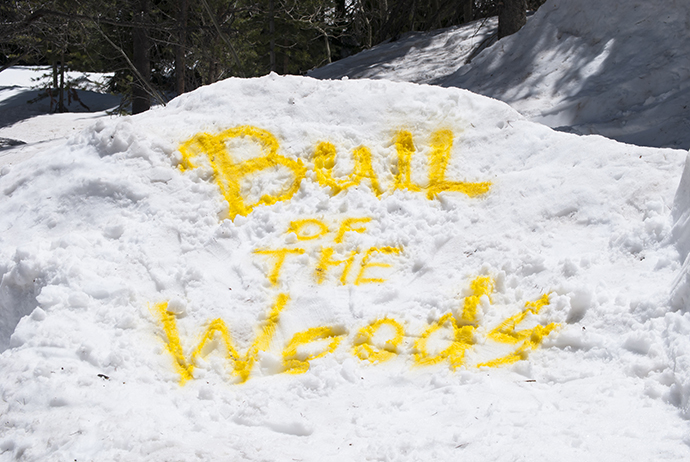 bull-of-the-woods (1).jpg