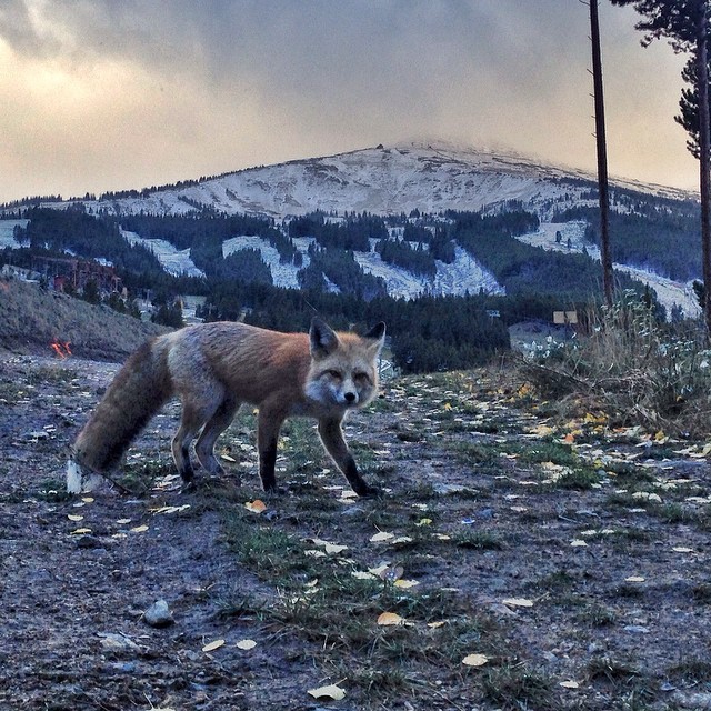 "The neighborhood fox came to check out all the snow. 37 days to #BreckOpeningDay!" - @breckenridgemtn
