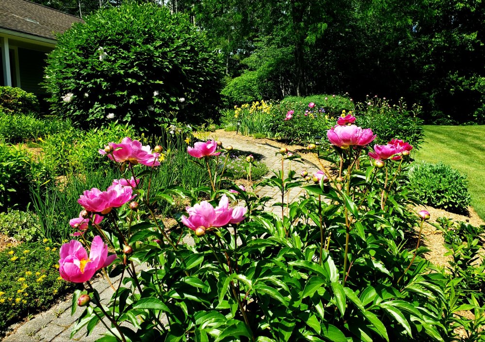 Step Sinatra's mother's garden beautiful pink flowers beauty of nature