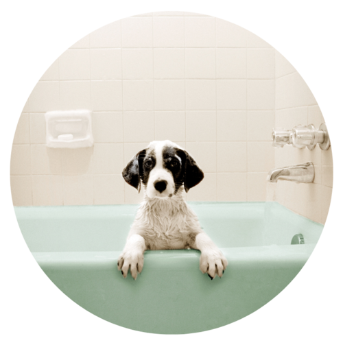 Soapy Dog in Bath Tub