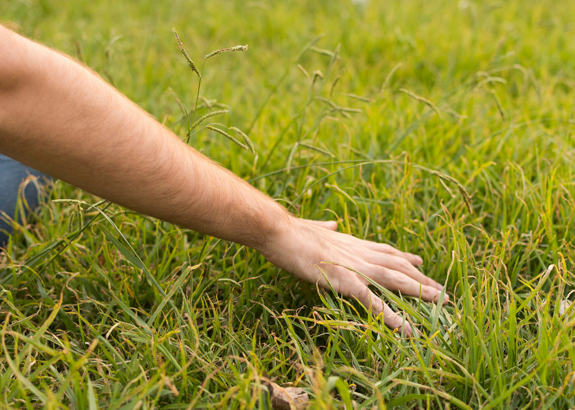 Man's hand touching grass in summer