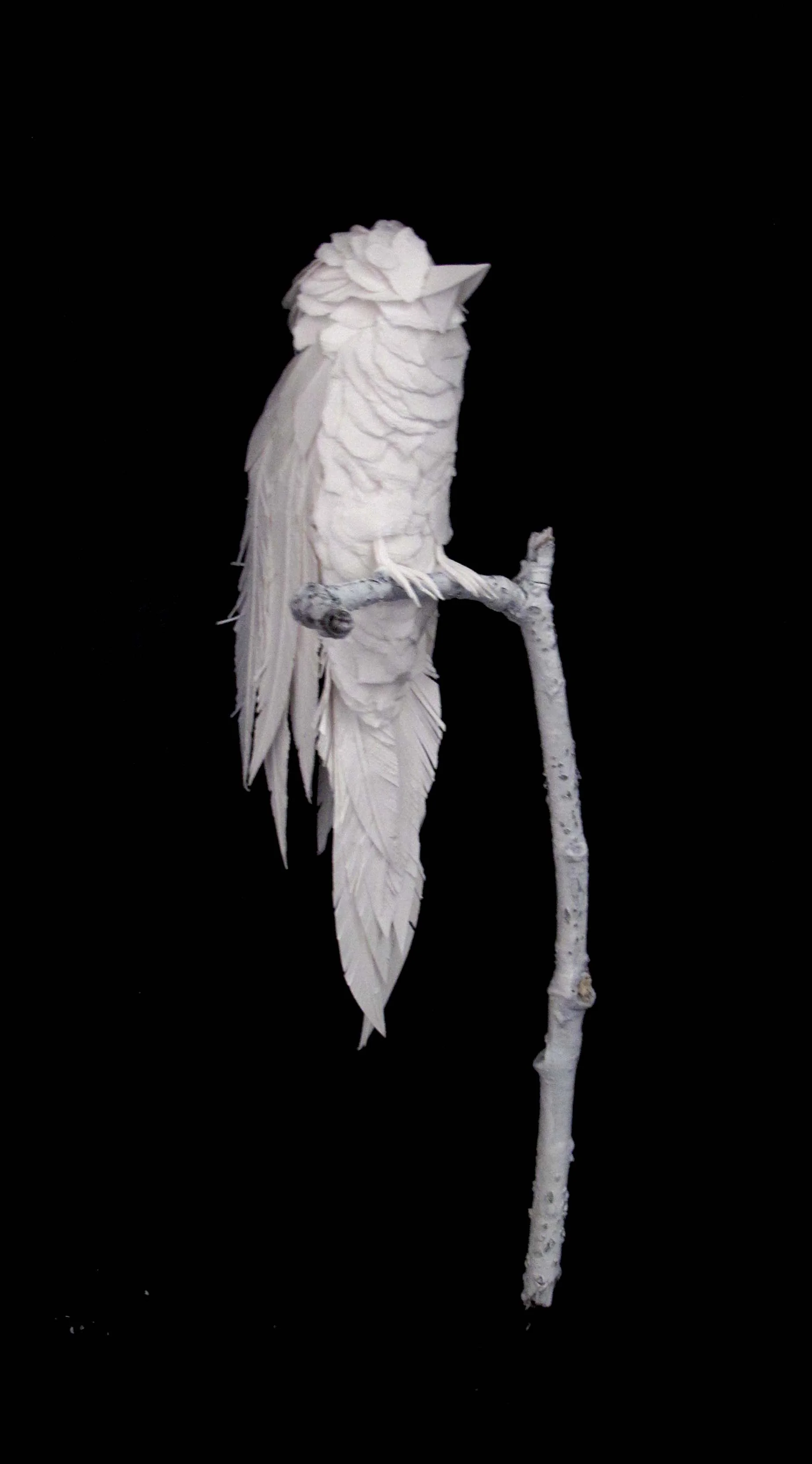 Bird2Angle1.jpg