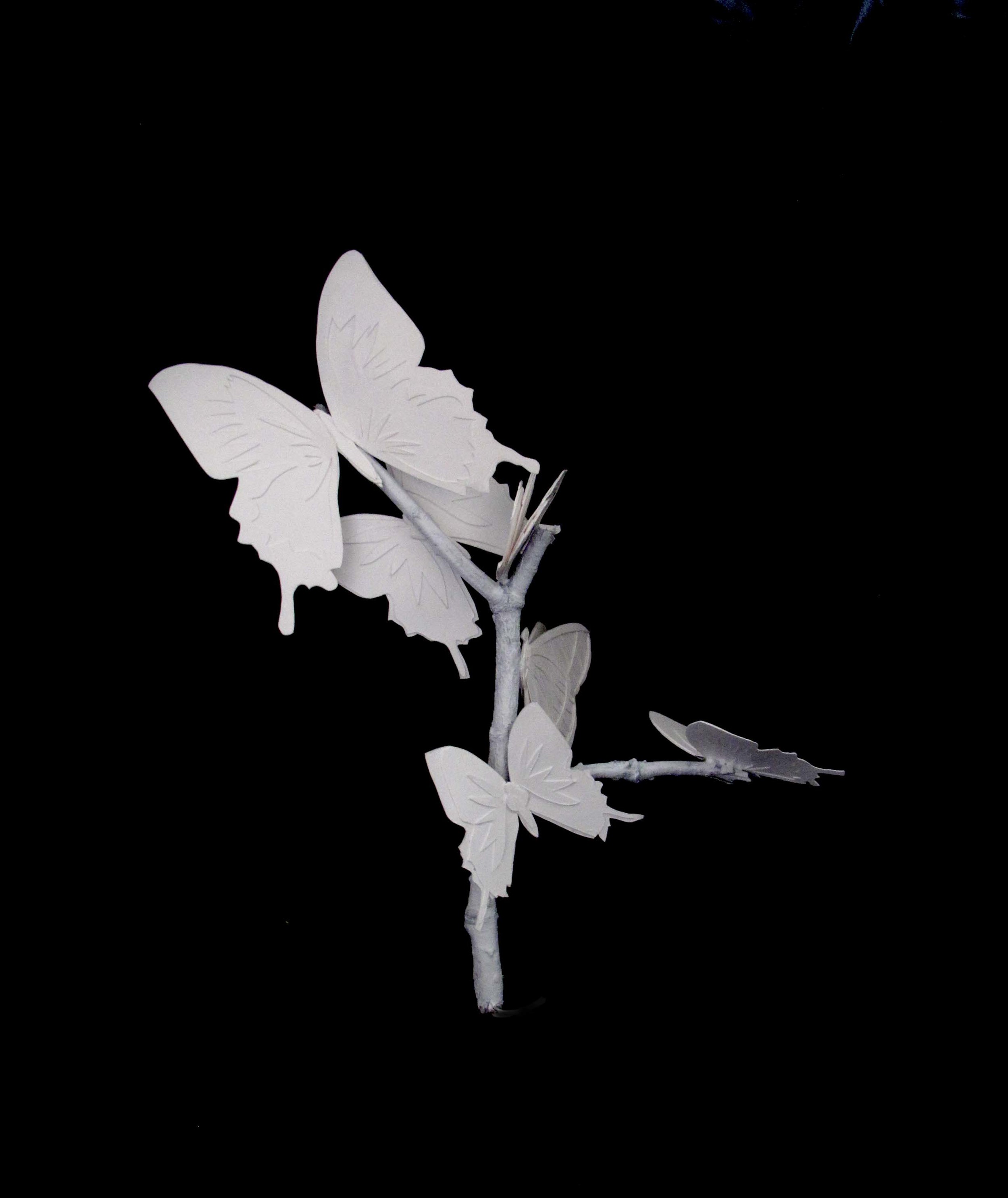 Butterfly1Angle2.jpg