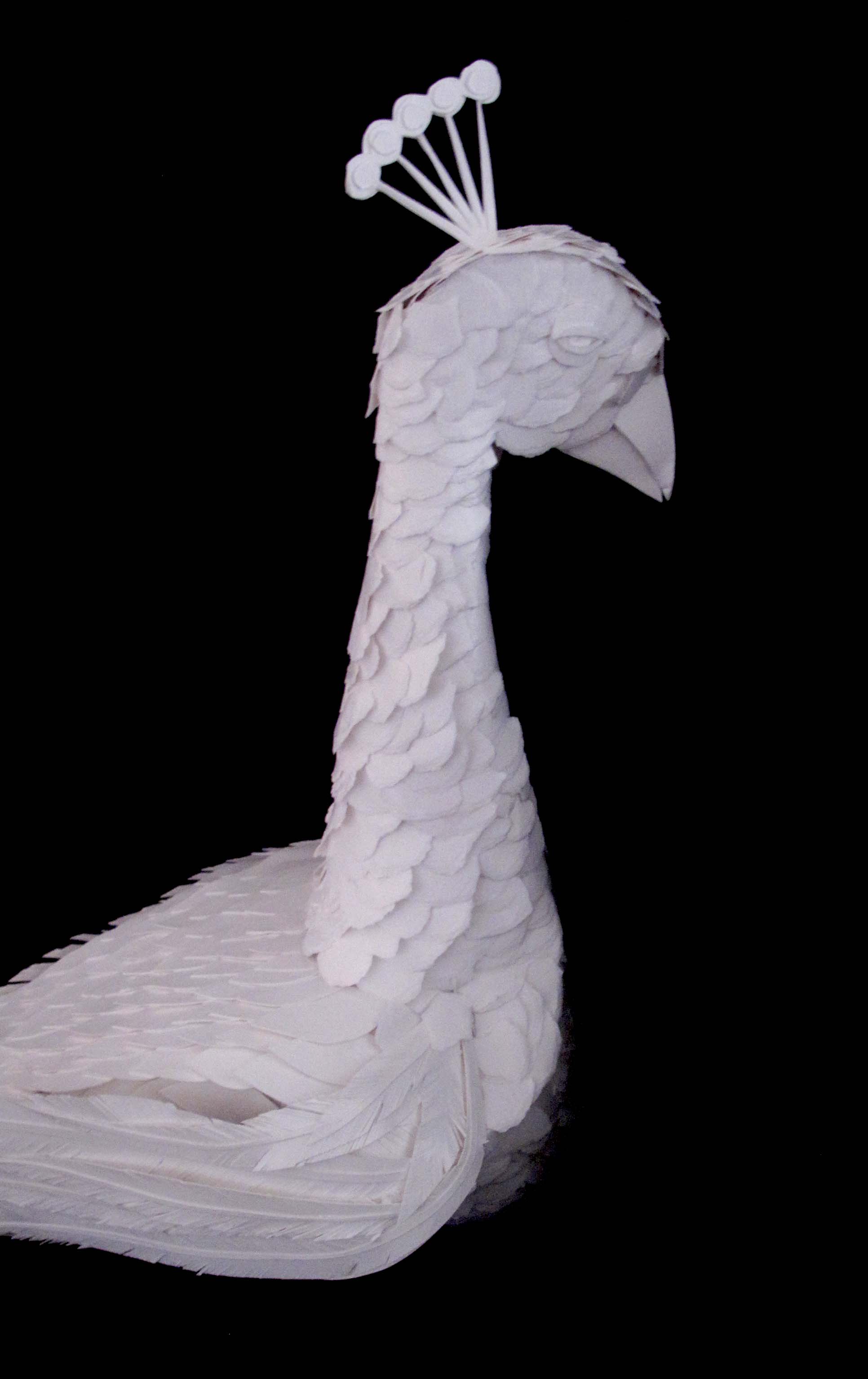 PeacockAngle2.jpg