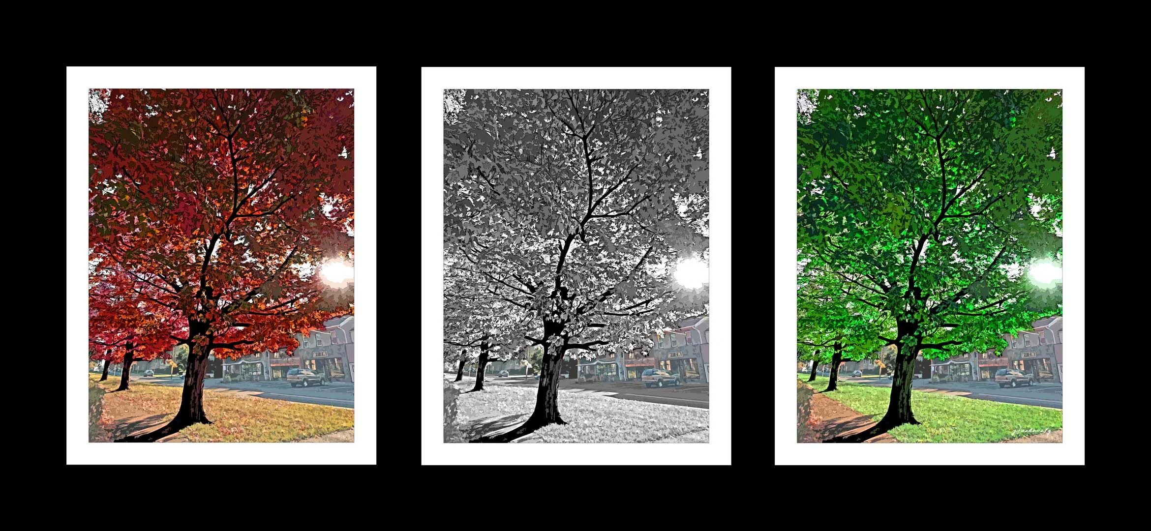 cA240054 - Washington / Pulteney Tree