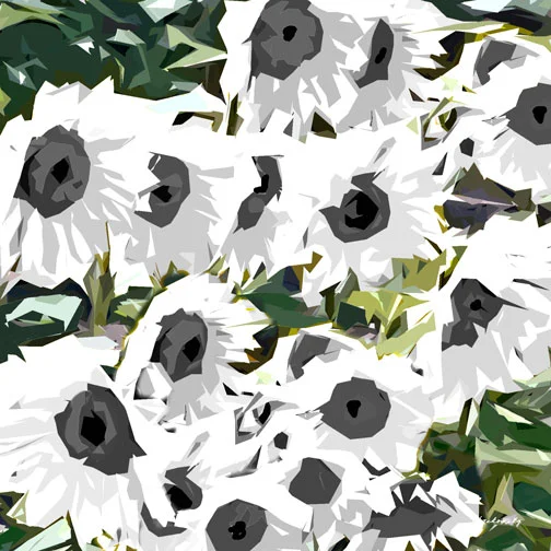 P8260922_100-Sunflowers_White