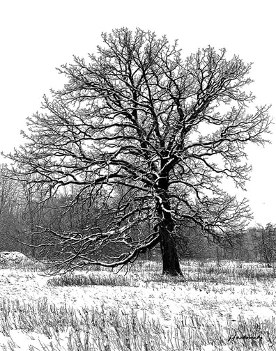 6582_127a-Tree