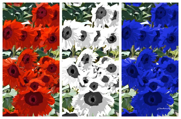 cP8260922_154-Sunflowers_RedWhiteBlue