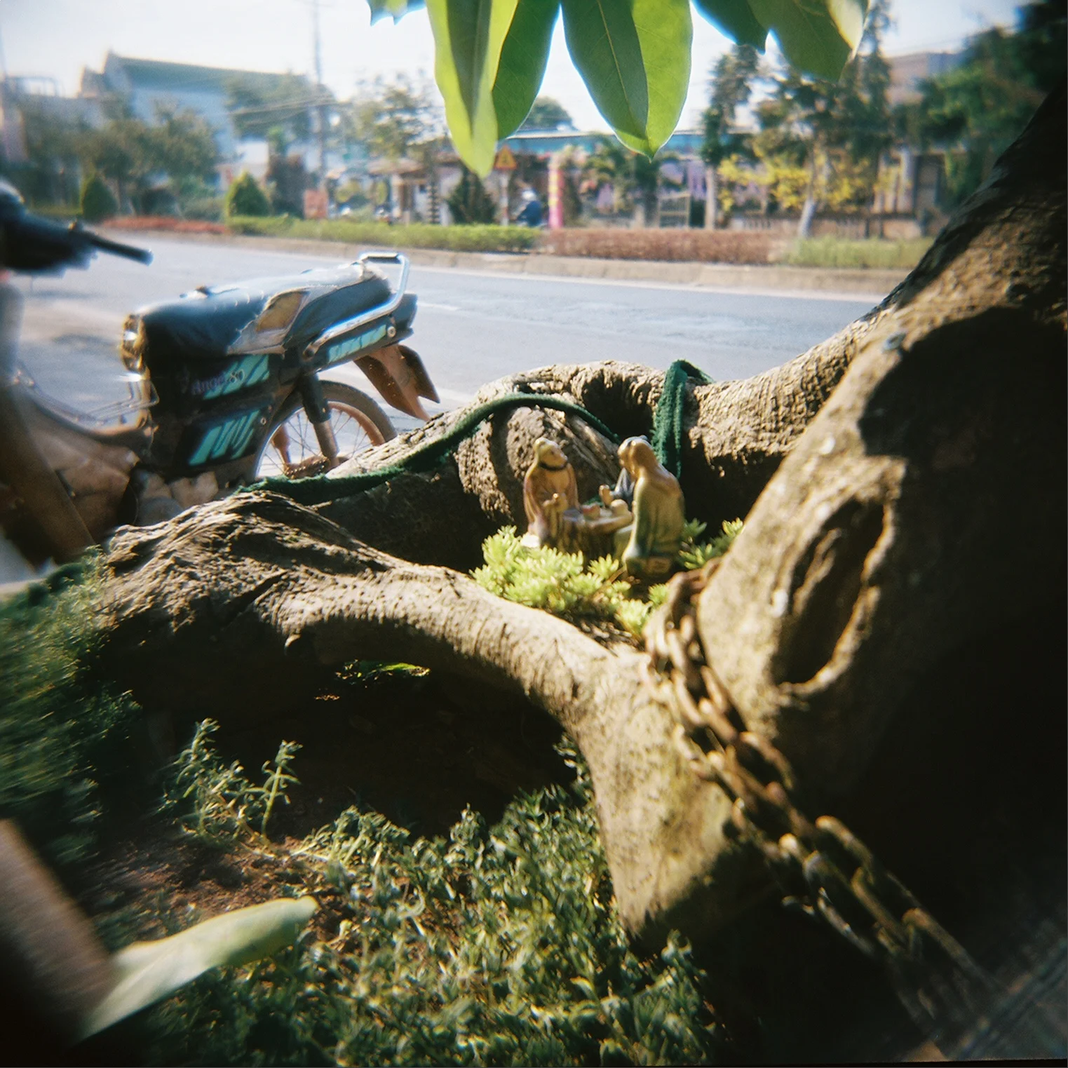 5treescene.jpg