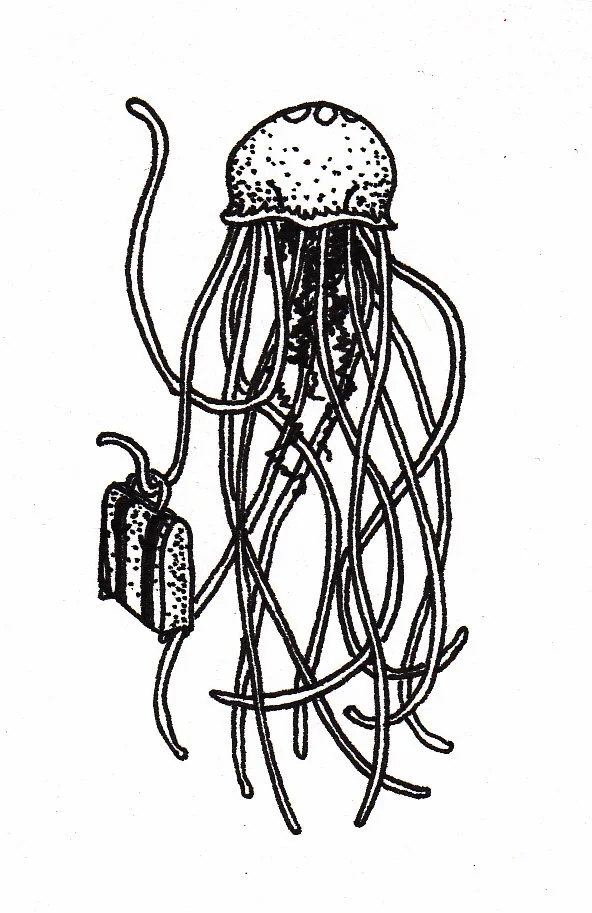 jelly4.jpg