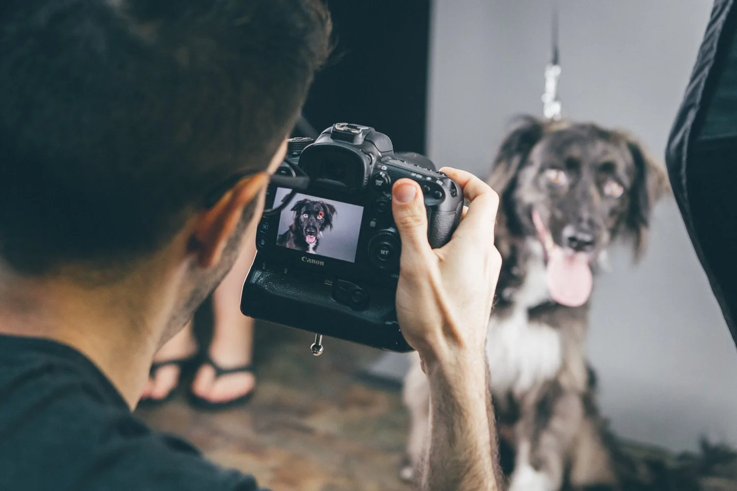 Pet Photo Shoot with AGoldPhoto Pet Photography