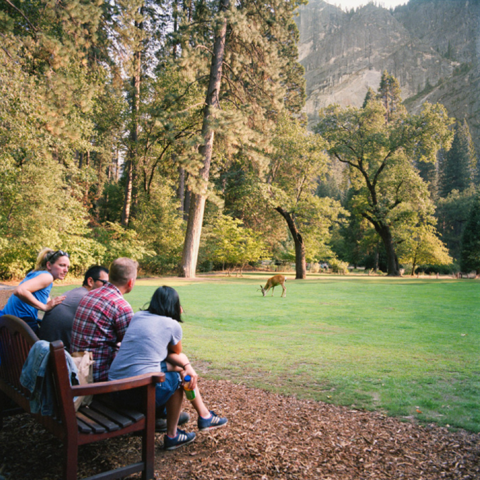 Grazing Buck, Yosemite National Park, CA 
