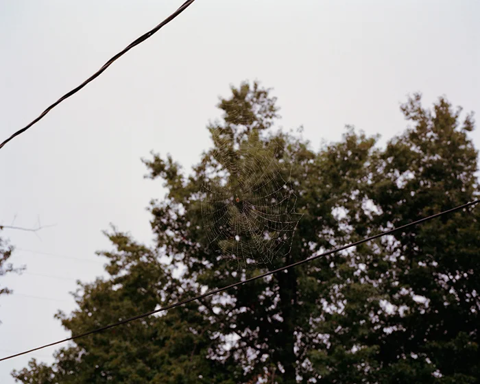 Web, 2009 