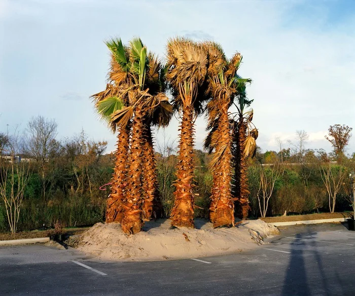 Palm Trees in Parking Lot, BRLA 2008 