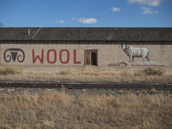 Wool comes from sheep 