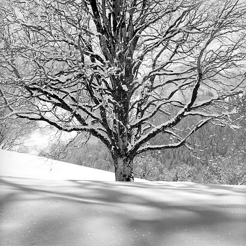 Dietmar Wolf