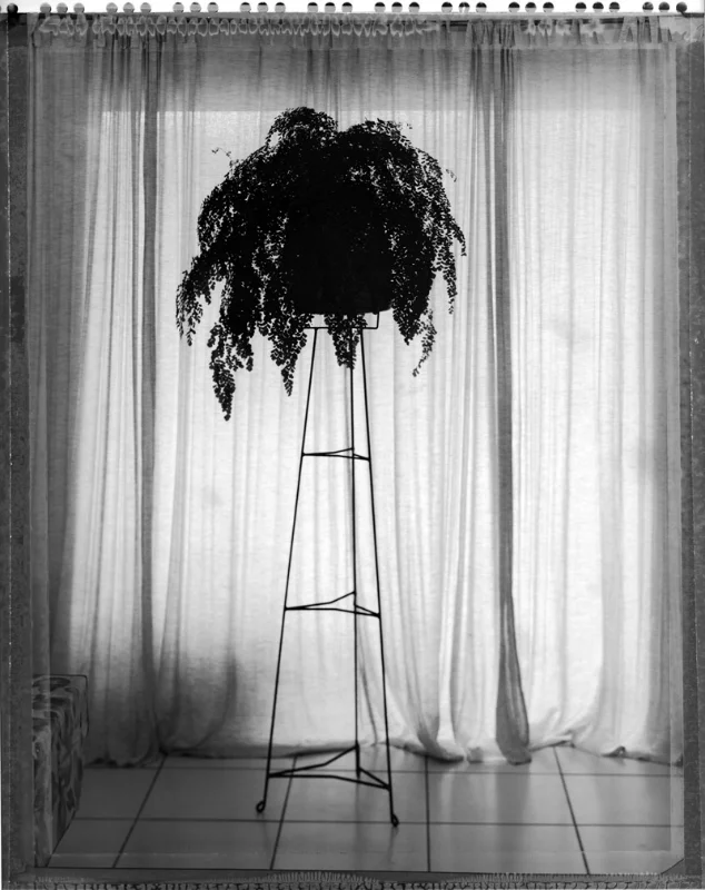 Maiden Hair, 2012
