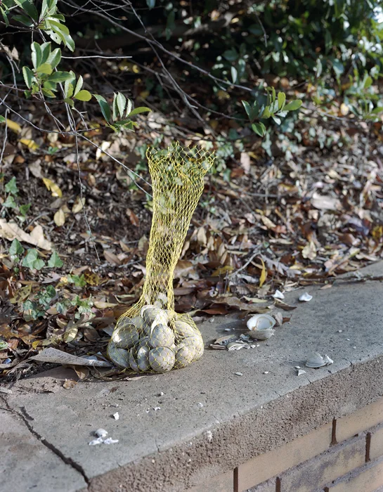Clams 