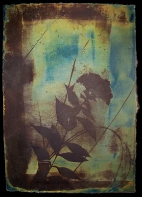 Laura Blacklow, Untitled, from the series Backyard Botanicals, 2008. Cyanotype and van dyke brown print