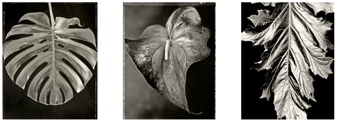 Charles Grogg from the series "Sent II: Leaves"