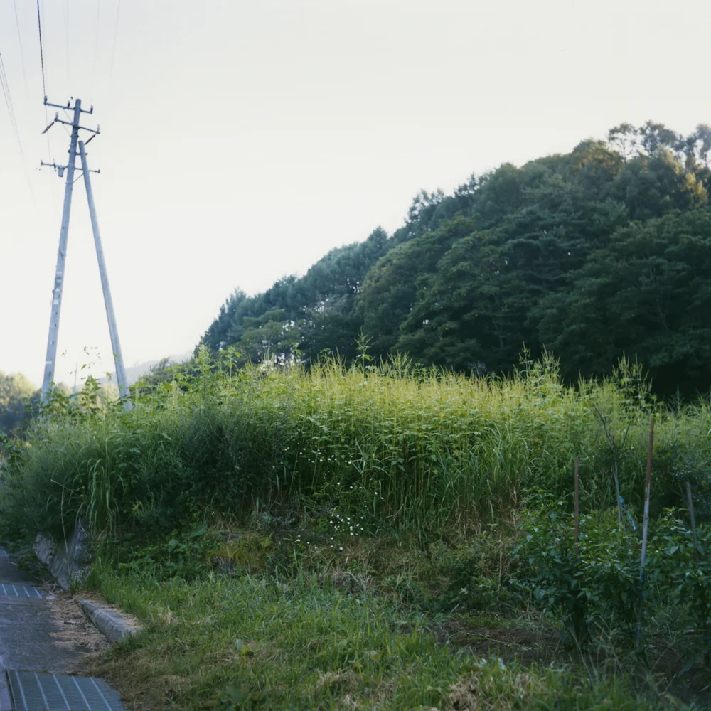 “Toumorokoshi-batake (a corn field)”: I walk up the hill to harvest corn for the night.