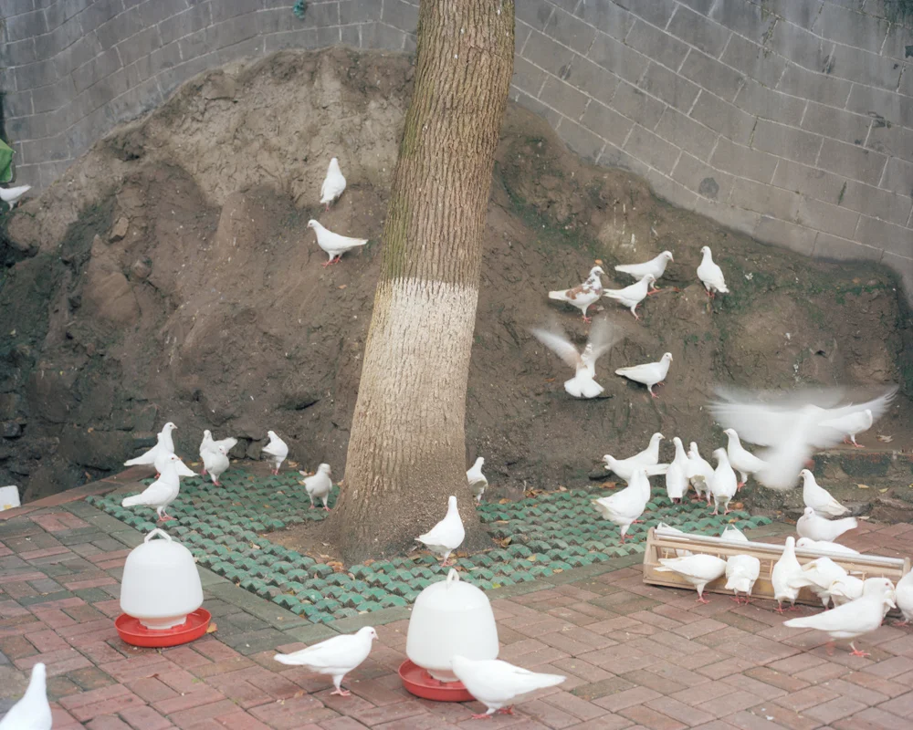Doves