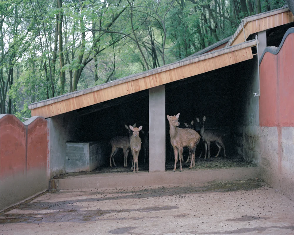 Deer