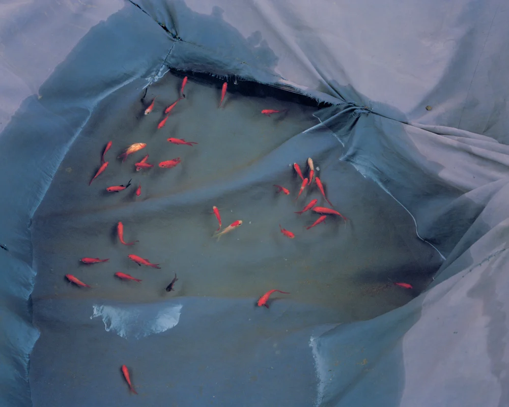 Goldfishes