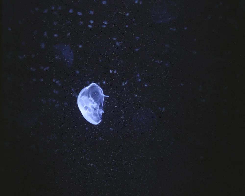 Jelly Fish