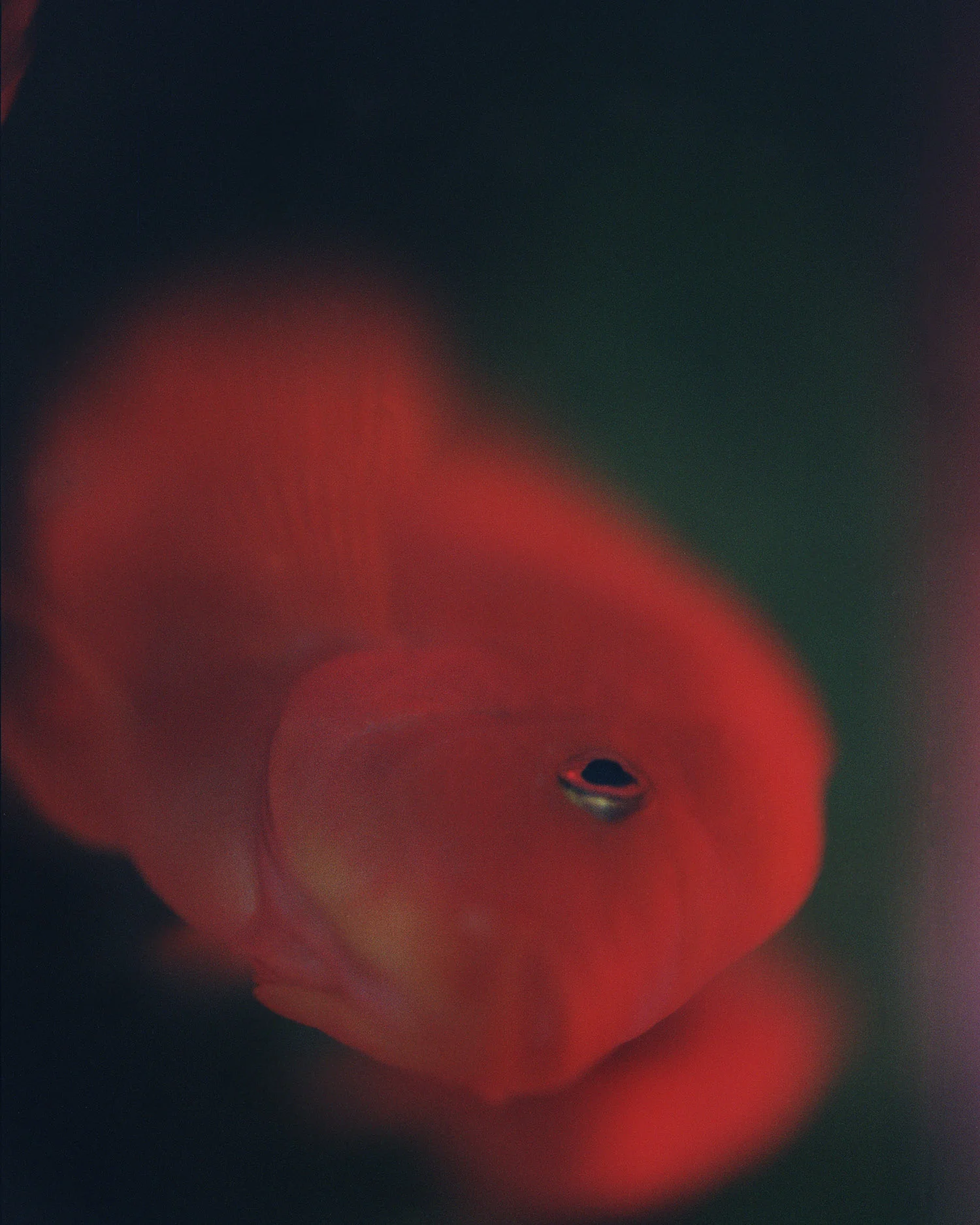 The Red Fish