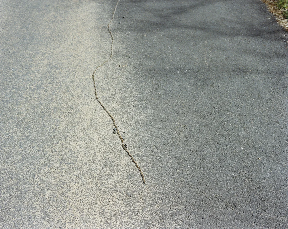 Caterpillars 