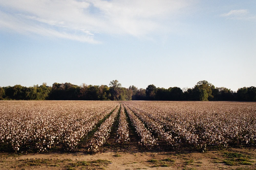 Cotton Landscape