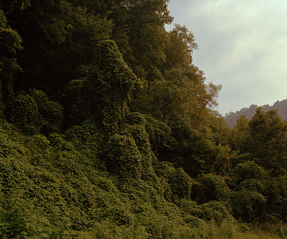 kudzu.jpg