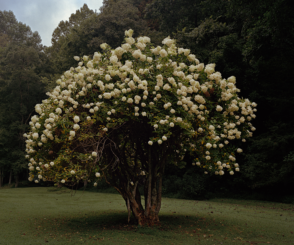 magnolia treeRTP.jpg