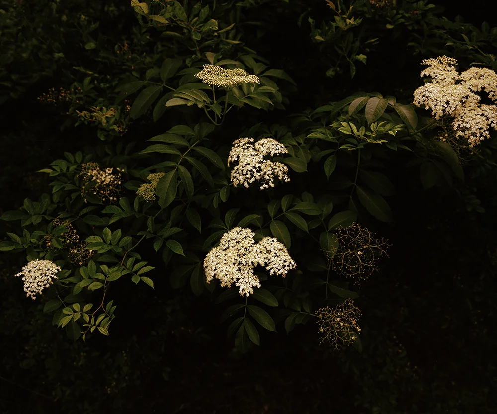 queen Annlace.jpg