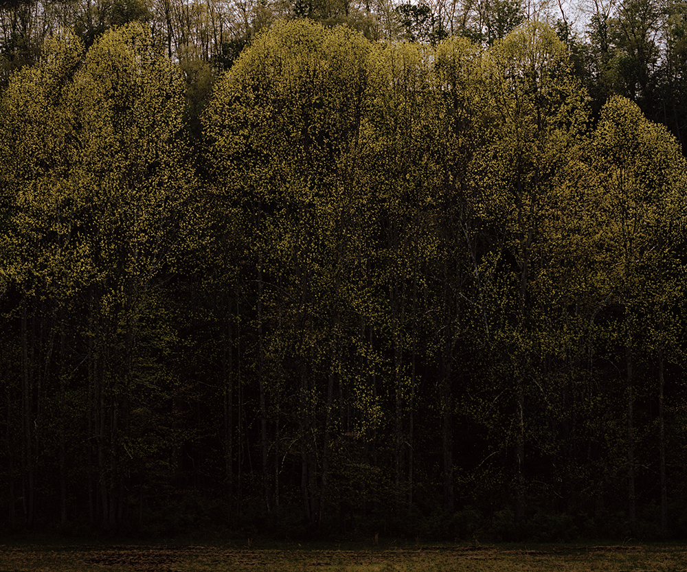 TreeLight.jpg