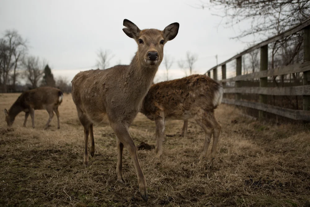 Fallow